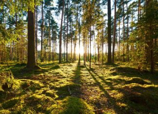 Czyste Powietrze:2030