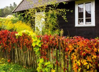 Łan Sztuk Łan sztuk