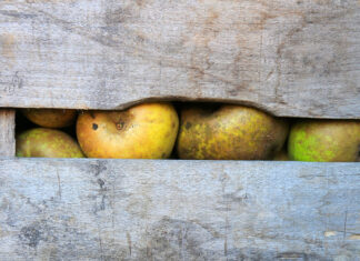 Parowanie cydrów Parowanie cydrów