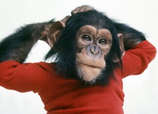 Projekt Nim projekt nim